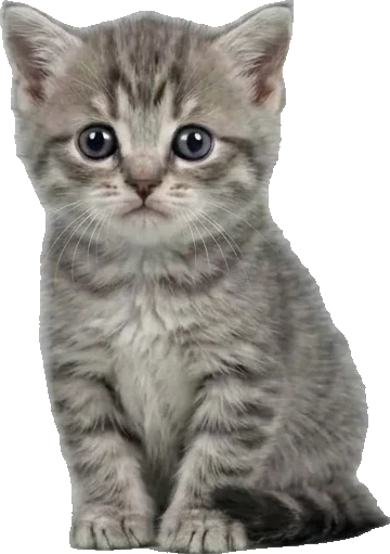 상담 고양이 먼치킨