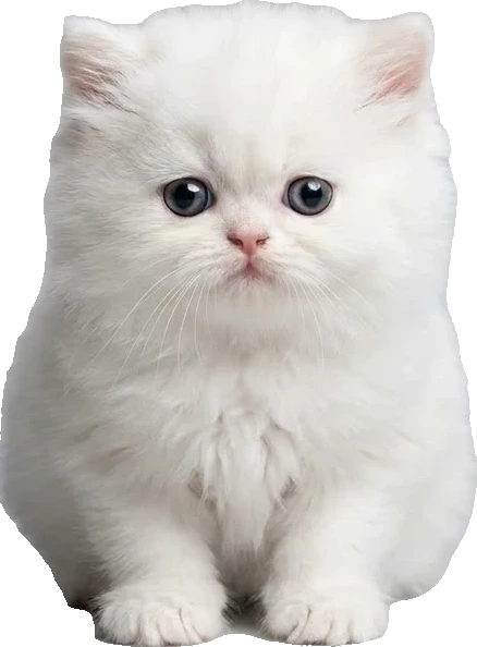 상담 고양이 페르시안