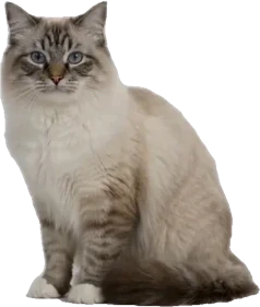 상담 고양이 랙돌